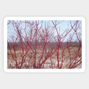 Red Vines in Winter Sticker